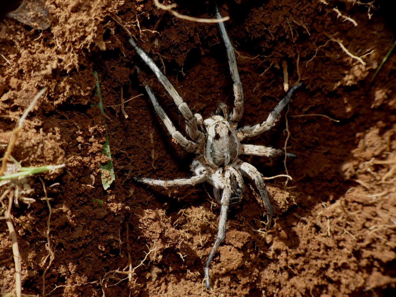 Maschio adulto di Lycosa tarantula - Monte Gennaro (RM)